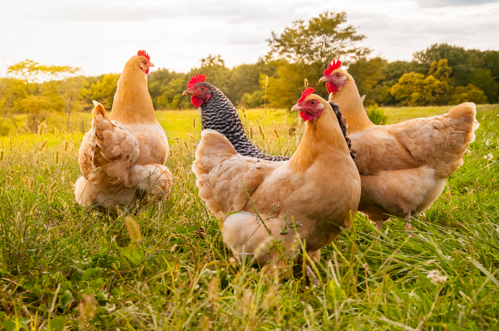 A family finds a stray Chicken in Chicago