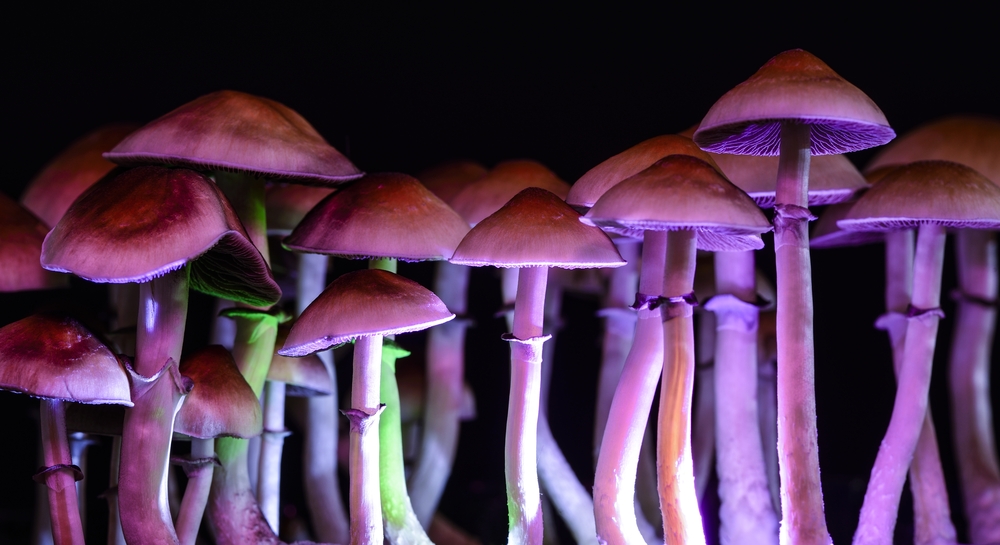 A referendum on Magic Mushroom use