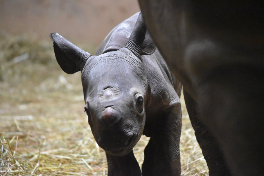 Rhinoceros, Kapuki, Gave Birth at Chicago’s Lincoln Park Zoo