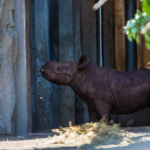 Eastern black rhino calf makes first appearance in public at Lincoln Park Zoo