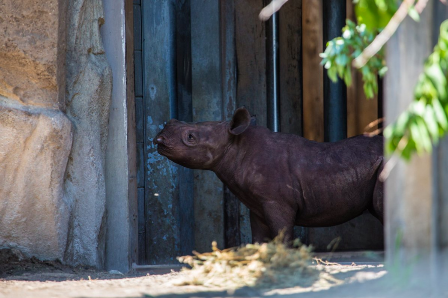 Eastern black rhino calf makes first appearance in public at Lincoln Park Zoo
