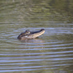 Authorities summon Florida expert to catch the alligator
