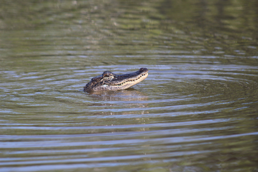 Authorities summon Florida expert to catch the alligator