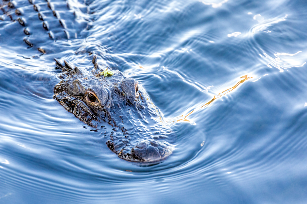 Search of alligator in Chicago lagoon is still ongoing