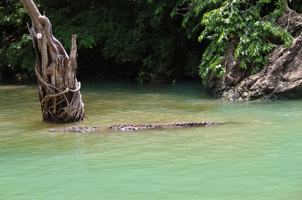 Two men claim of catching another alligator from the Humboldt Park lagoon