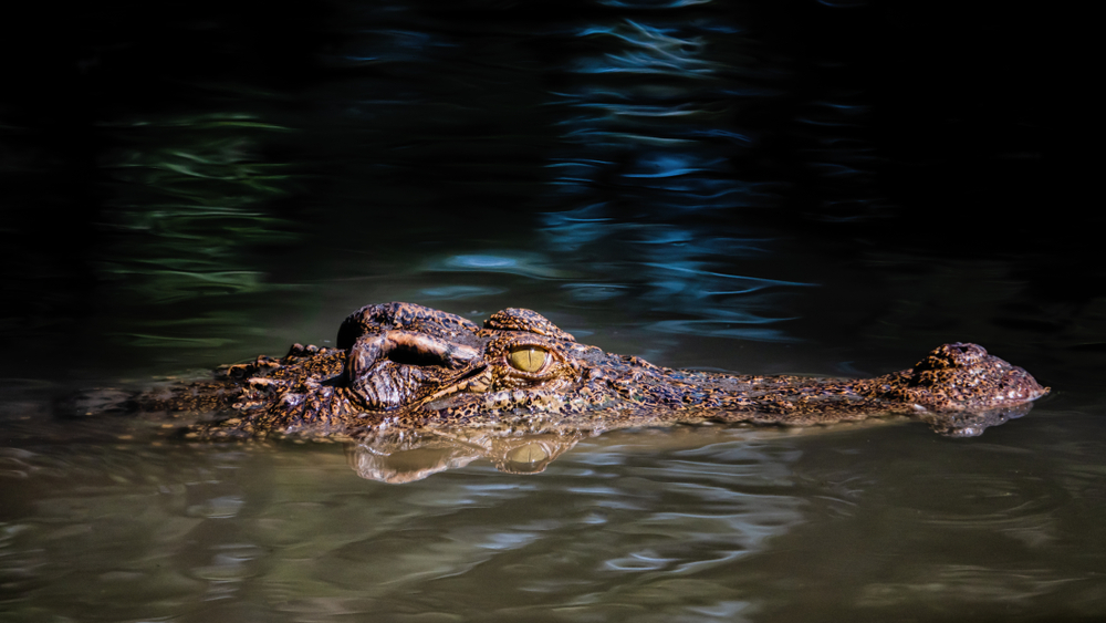 Presence of an alligator or crocodile in a Chicago lagoon