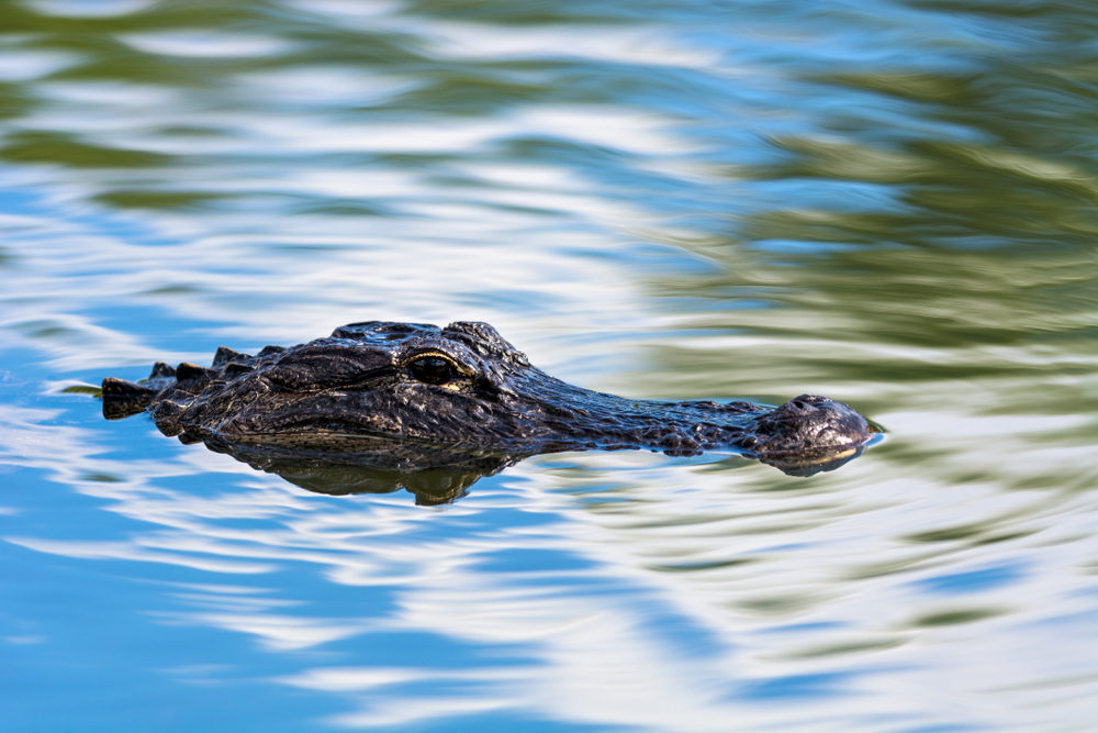 Chance the Snapper is caught after a wild week in Chicago Park