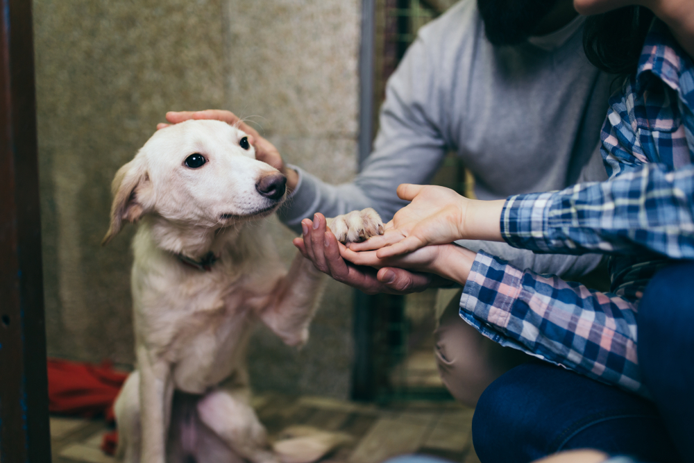 Clear the Shelters campaign: Over 1800 pets have been adopted in Chicago-Area