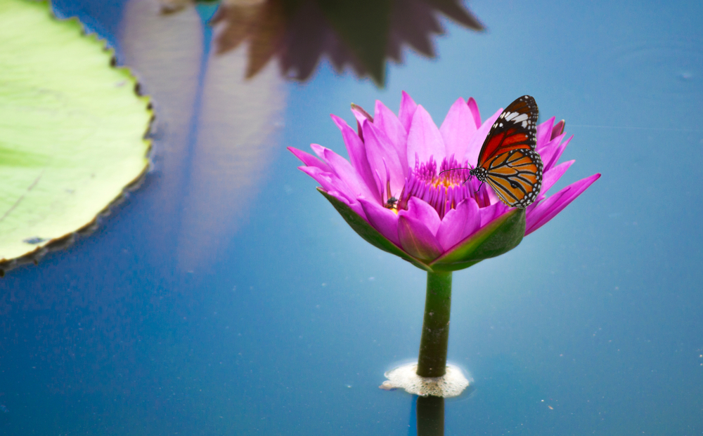 Butterfly Garden at the Santori Public Library of Aurora’s garden: A Scout’s Project