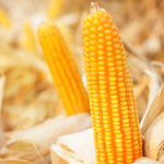 Corn and soybeans prices fall due to lowered harvest estimates by USDA