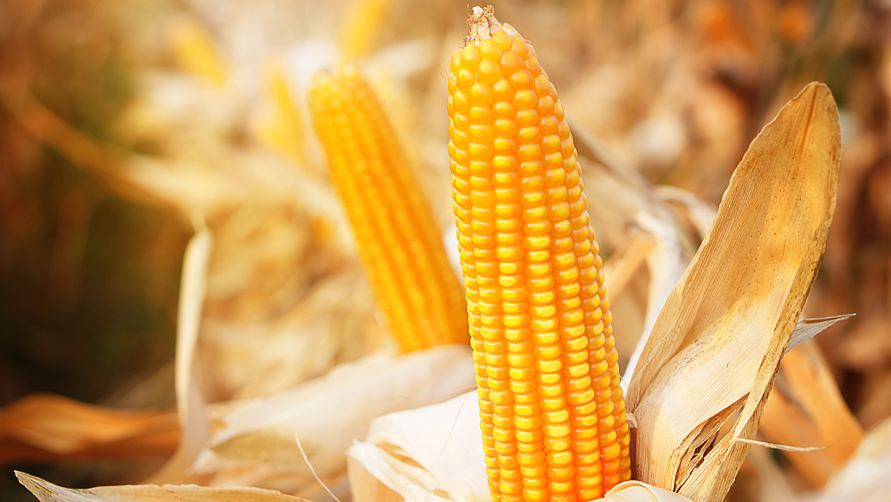 Corn and soybeans prices fall due to lowered harvest estimates by USDA