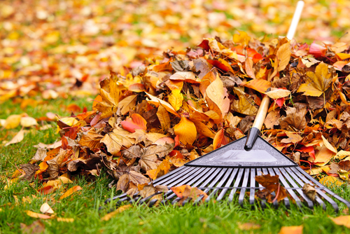 City of Naperville’s bulk curbside leaf collection begins on Monday