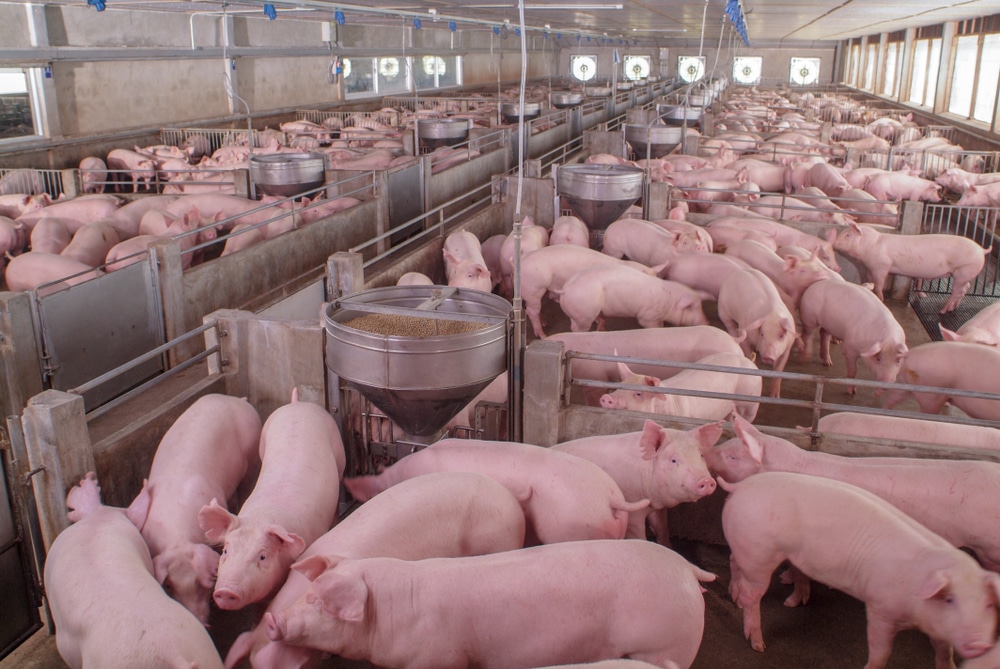 Hogs and Pigs inventory on US farms increases 3.5 percent