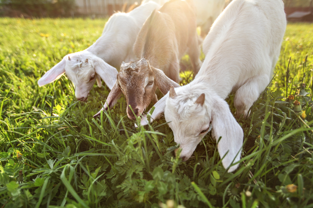 Ordinance places strict regulations on farms in Chicago