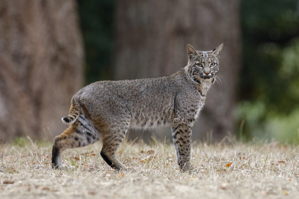 Experts expect lower population of bobcats this season