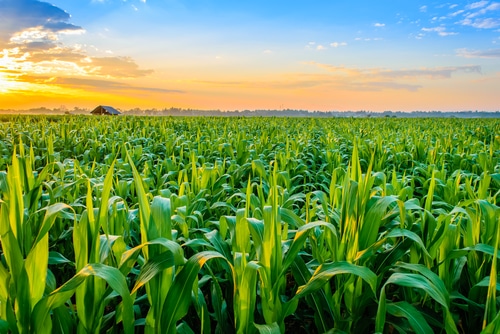 Rain, snow halts corn comeback