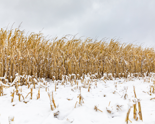 Illinois Farm Bureau president demands free trade