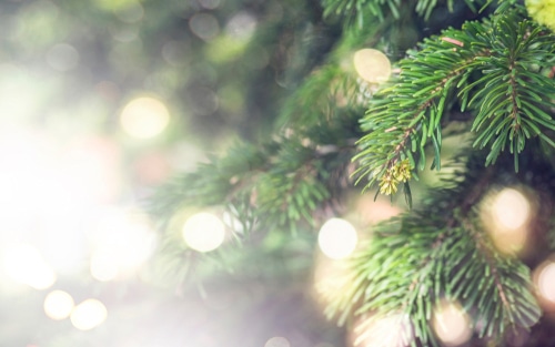 Allergic reactions link with Christmas tree reported