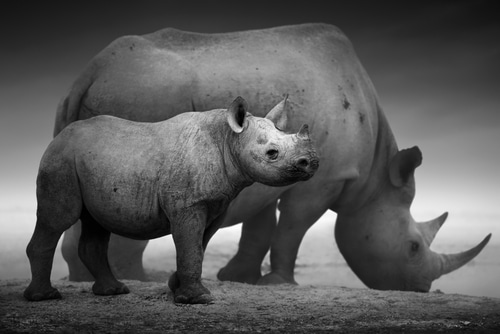 Black rhino gives birth on Christmas Eve at Michigan’s zoo