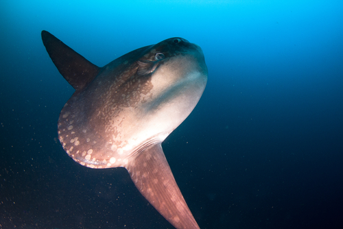 Mola mola fish stuns whale watchers in San Diego