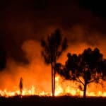 Wildfire started in New South Wales moves towards other Australian states