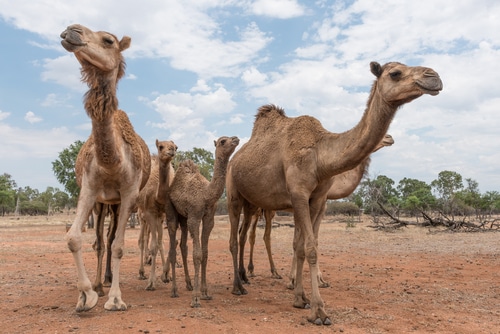 Australia gives permission to kill 10000 wild camels