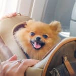 Experts say airlines rules for animal travel can change soon