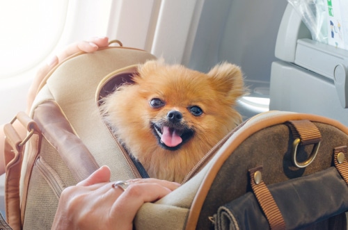 Experts say airlines rules for animal travel can change soon