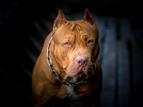 Ban on pit bulls lifted by Denver legislators