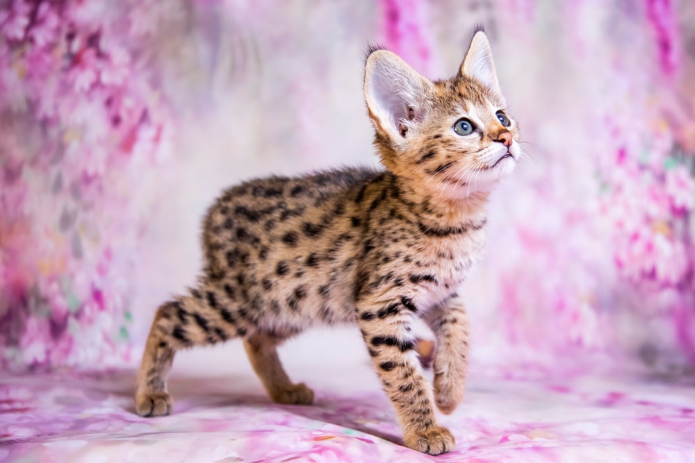 The 5 Most Expensive Cat Breeds in the World