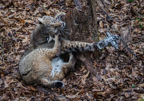 Illinois bobcat harvest remains level this season