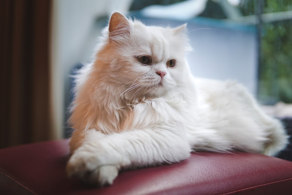 The 5 Most Expensive Cat Breeds in the World