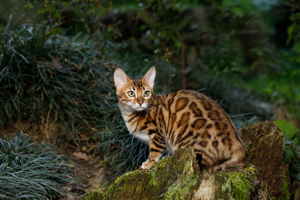 Most Expensive Cat Breeds in the World