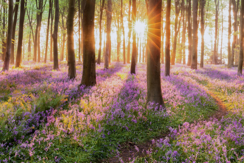  3 of the best national forests in the U.S.