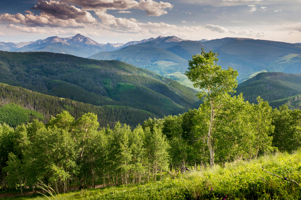  3 of the best national forests in the U.S.