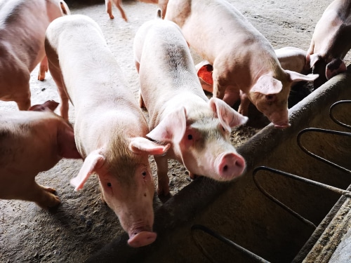 Pritzker says he’s monitoring food chain