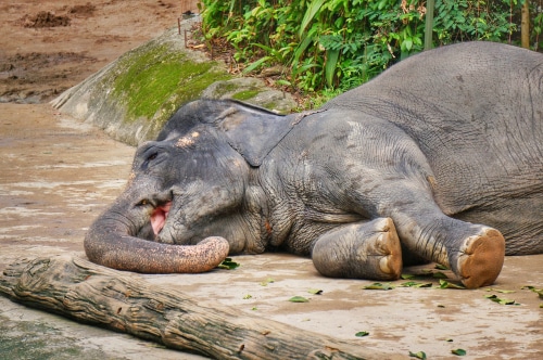 India: Pregnant elephant died of consuming fruit filled with firecrackers