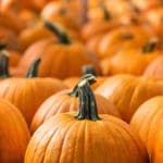 Pumpkin Composting Event to happen in Elgin on November 7