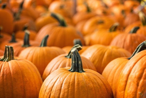 Pumpkin Composting Event to happen in Elgin on November 7