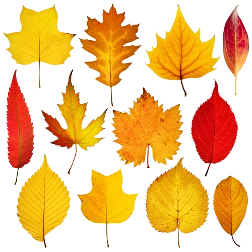 October 19; Curbside Leaf Collection Starts