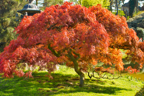 UIS begins planting 1,000 Japanese maple trees