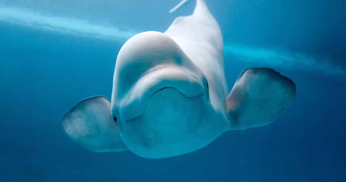 Belugas Moved to Chicago Amid Euthanasia Risk